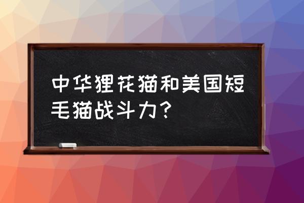 美短猫绝地求生哪个造型 中华狸花猫和美国短毛猫战斗力？