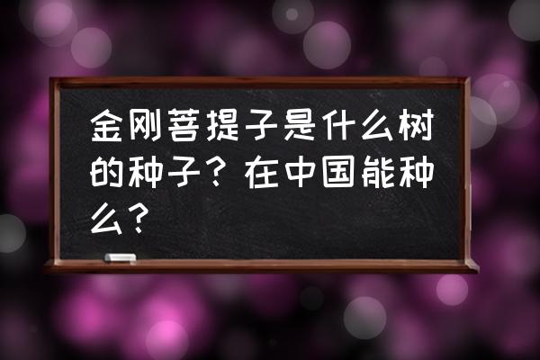 金刚菩提能种吗 金刚菩提子是什么树的种子？在中国能种么？