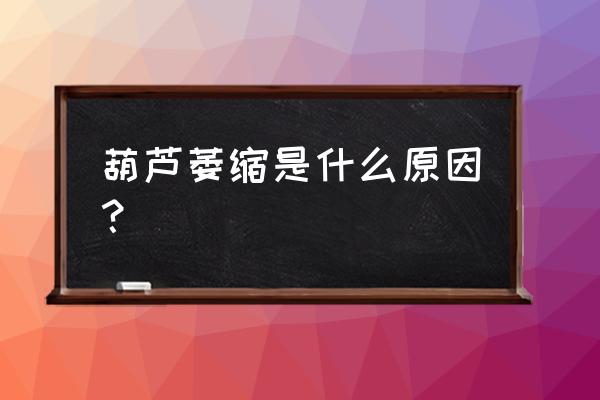 葫芦瘪了有啥补救办法 葫芦萎缩是什么原因？