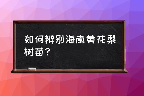 鉴别海南黄花梨最佳方法 如何辨别海南黄花梨树苗？