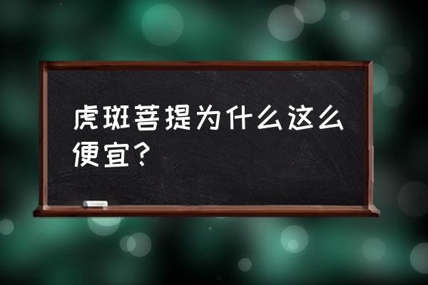 廉价适合盘玩的菩提 虎斑菩提为什么这么便宜？