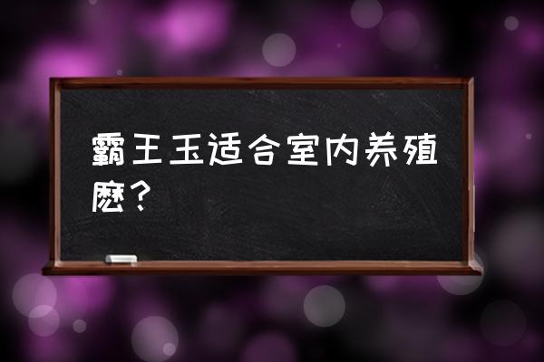 什么玉最好养 霸王玉适合室内养殖麽？