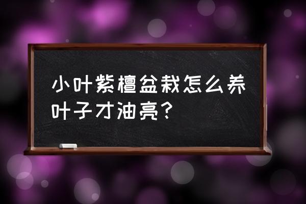 小叶紫檀盆景养殖方法及注意事项 小叶紫檀盆栽怎么养叶子才油亮？